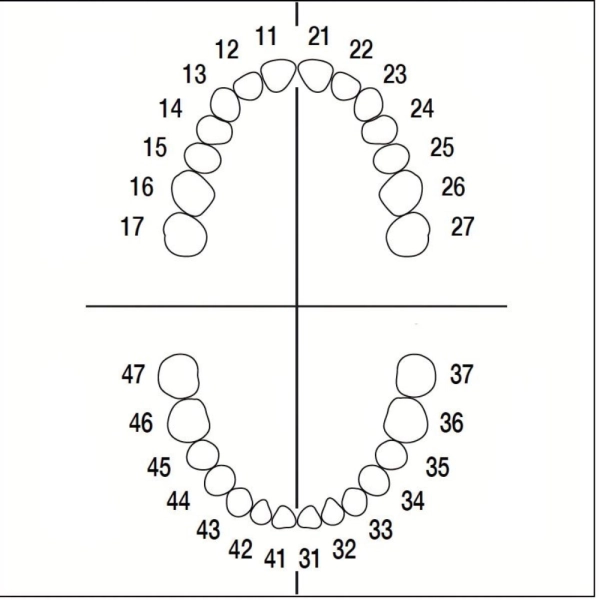 JUEGO DE DIENTES ANA4Z OFICIAL FRASACO