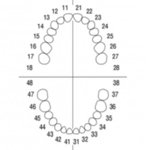 JUEGO DE DIENTES AG3Z OFICIAL FRASACO
